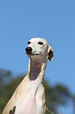 WHIPPET 101